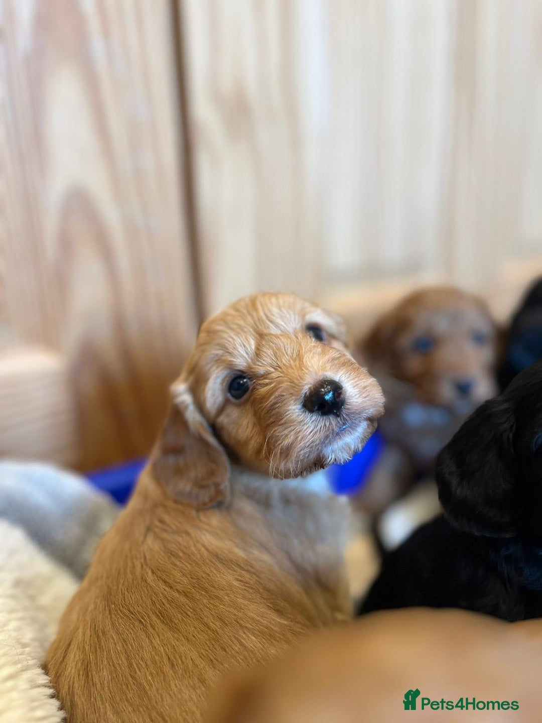 Cockapoo dogs for sale: Tiny cockapoo puppies - Advert 5