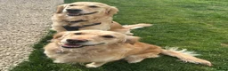 Golden Retriever dogs for sale: Golden Retriever Puppies  in Templecombe - Advert 1