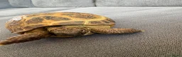 Tortoise reptiles for sale: Horsefield Tortoise - Advert 2