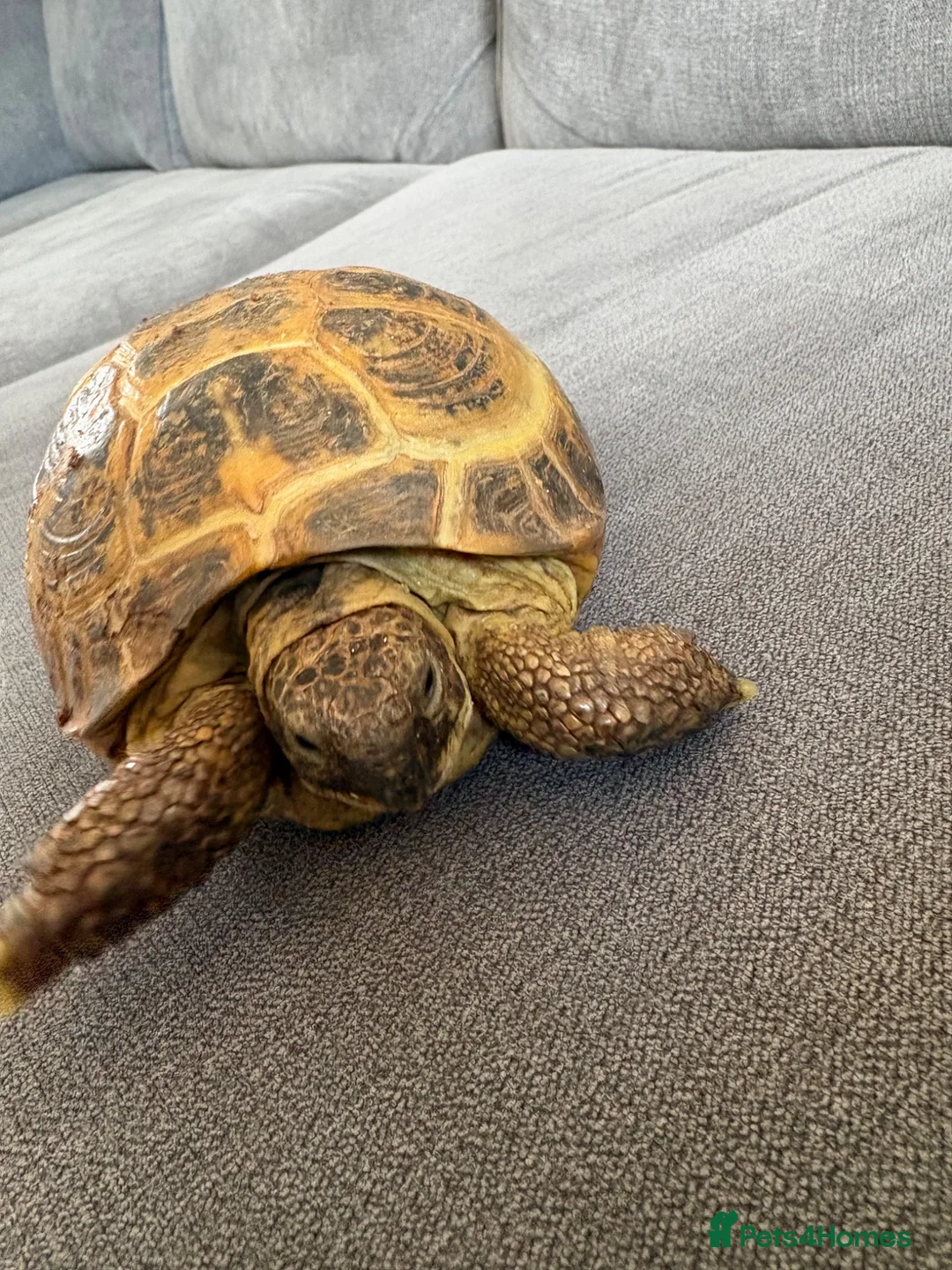 Tortoise reptiles for sale: Horsefield Tortoise - Advert 2