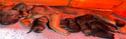 German Shepherd dogs for sale: Working line GSD pups  - Advert 18