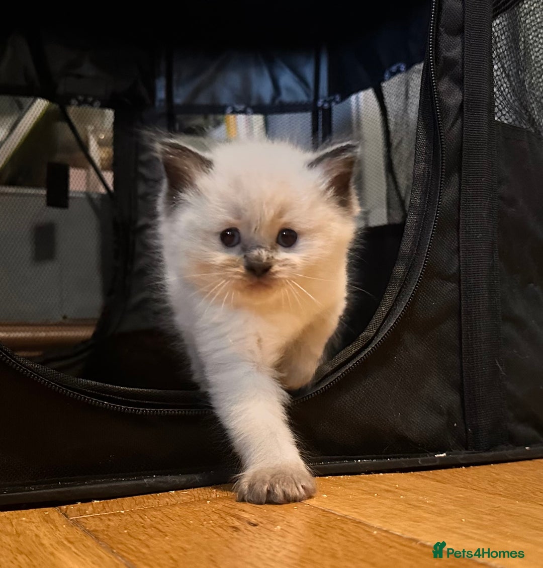 Ragdoll cats for sale: Pure ragdoll  - Advert 15