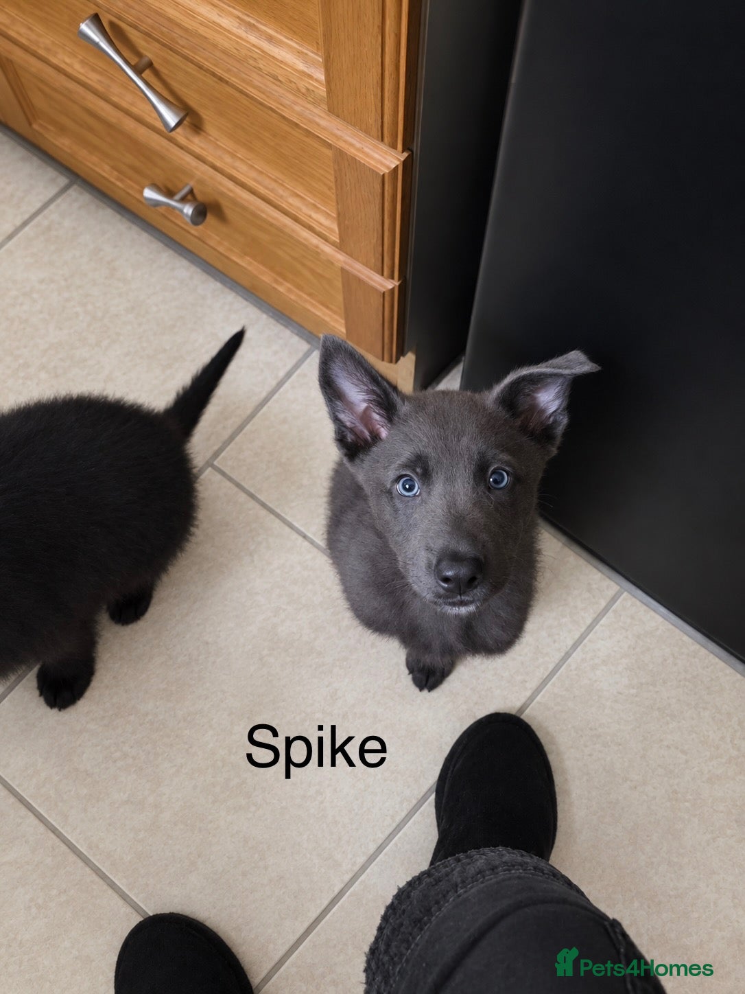 Mixed Breed dogs BLUE German shepherd x Tibetan mastiff 3 left  - Advert 14