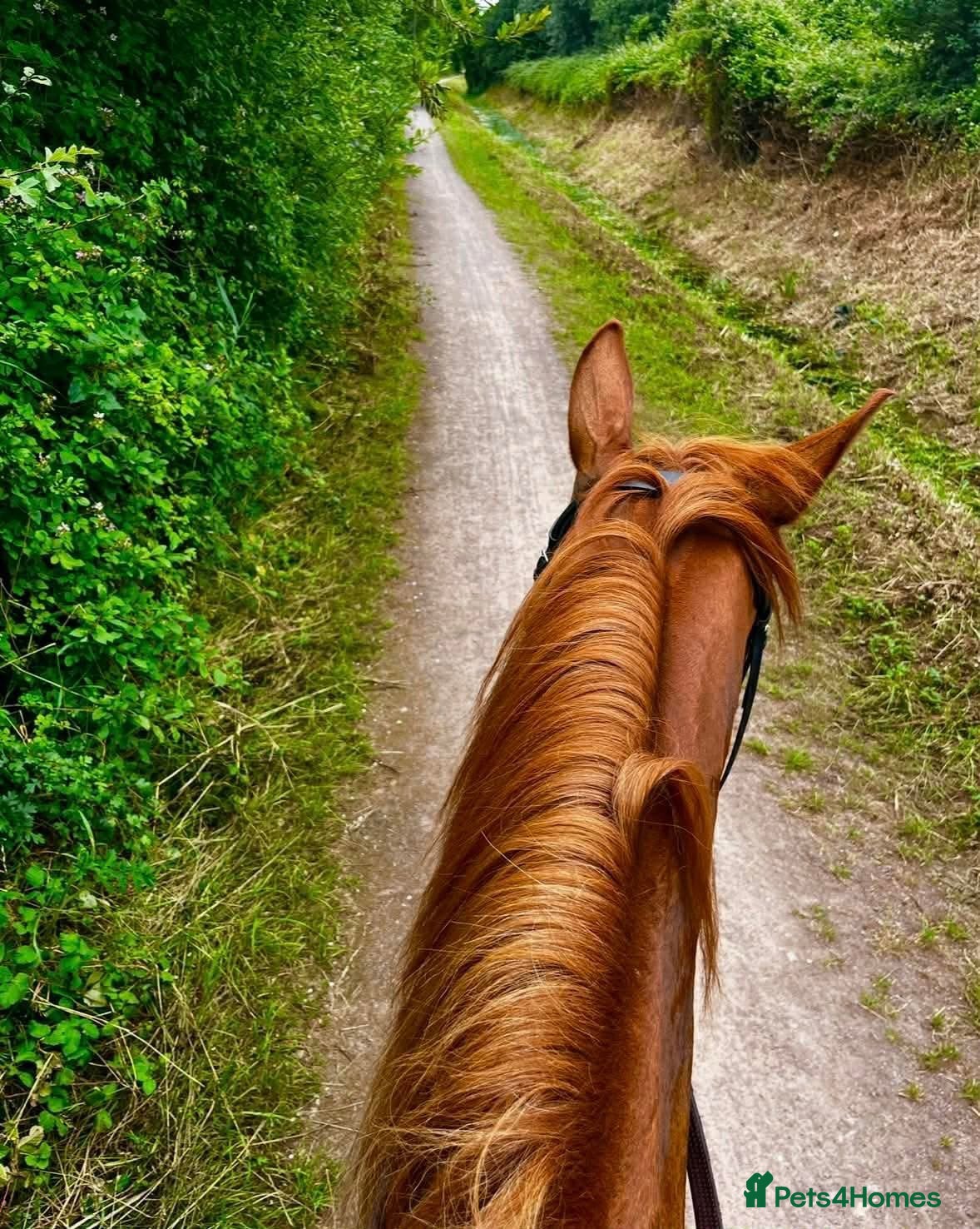 British Warmblood horses AES Registered warmblood mare  - Advert 1