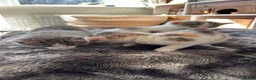 Mixed Breed cats for sale: Beautiful Kitten ready for new homes 9th July  in Craven Arms - Advert 7
