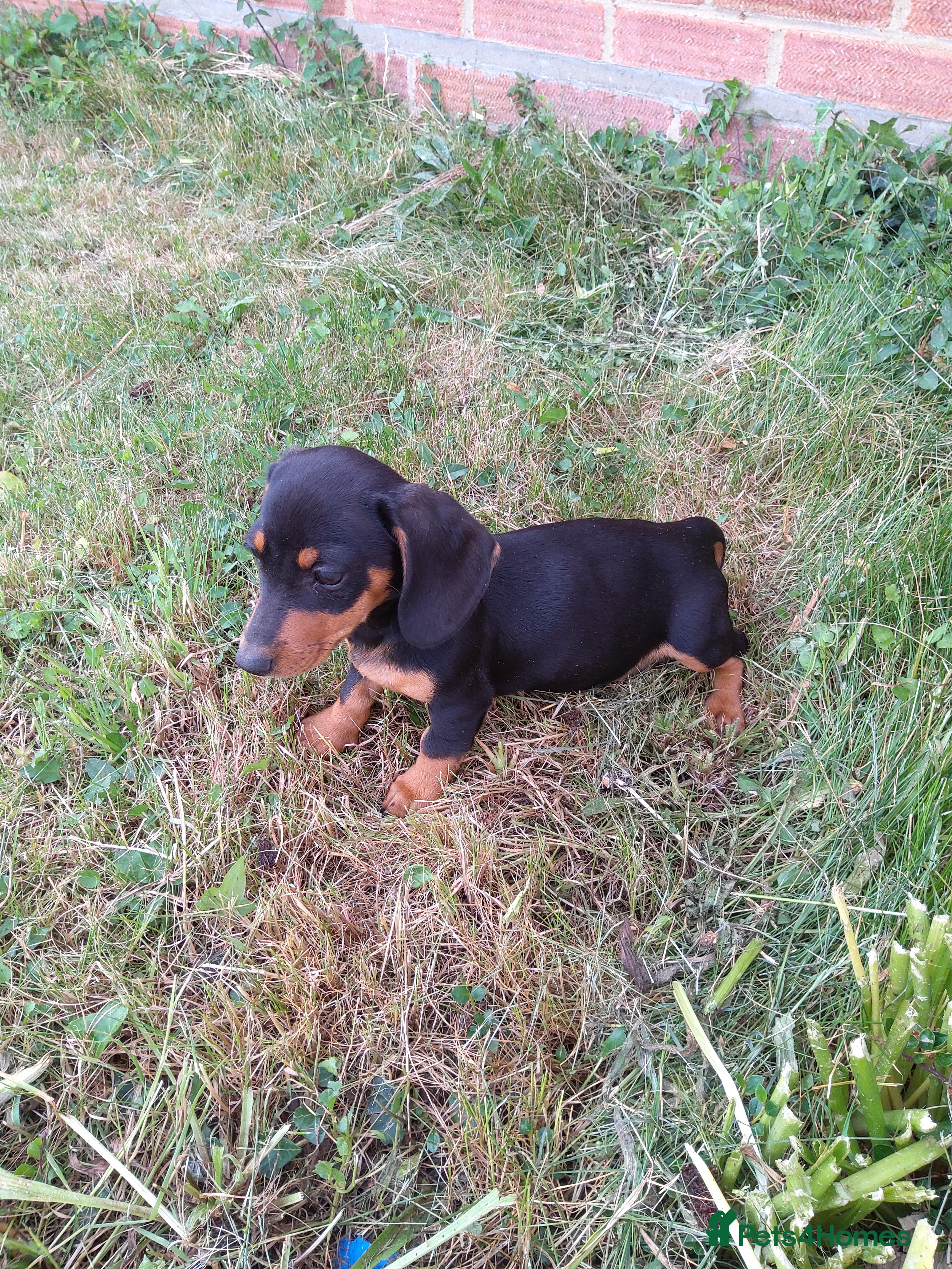 Miniature Dachshund dogs for sale:  boy dachshund Puppie ready to leave  - Advert 1