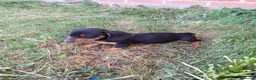 Miniature Dachshund dogs for sale:  boy dachshund Puppie ready to leave  - Advert 1