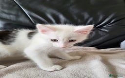 Mixed Breed cats for sale: 2 kittens for sale - Image 1
