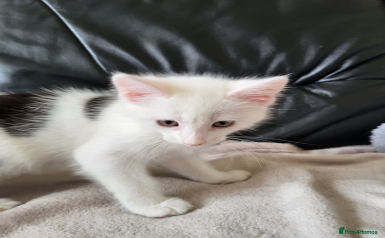 Mixed Breed cats - Advert 14