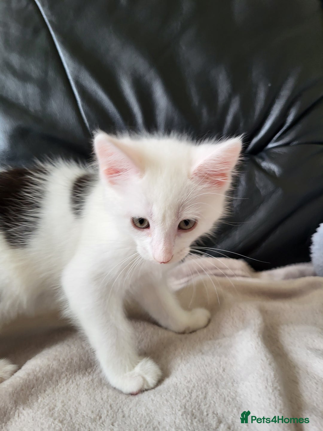 Mixed Breed cats for sale: 2 kittens for sale - Image 1