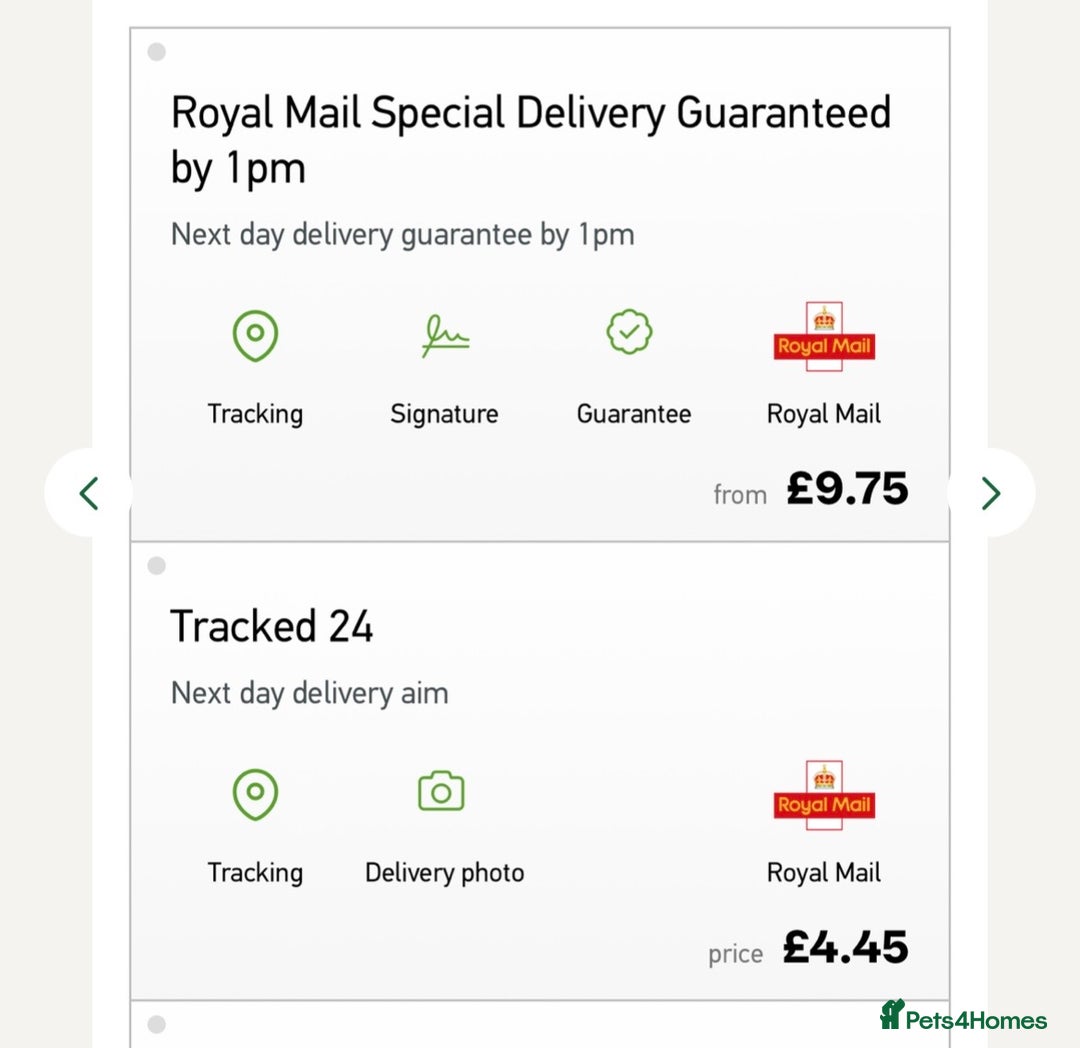 Snails invertebrates for sale: 🐌 Giant African Land Snail Babies 🐌  - Advert 6