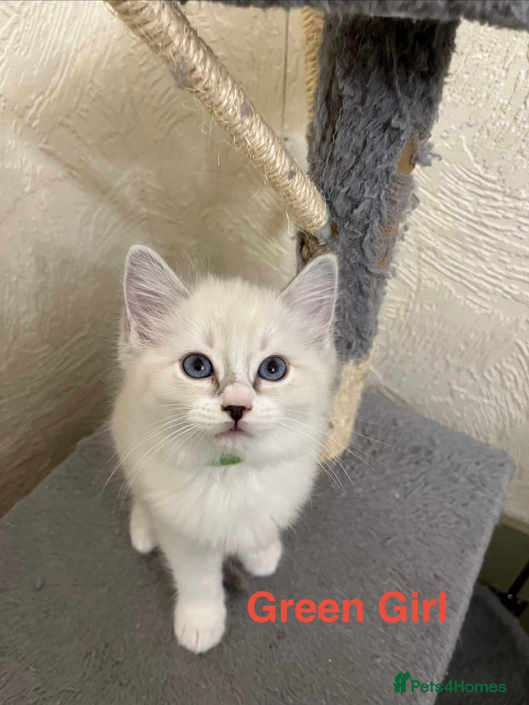 Ragdoll cats for sale: ❤️5 Beautiful Pure Ragdoll Kittens❗️❤️🐈 - Advert 29