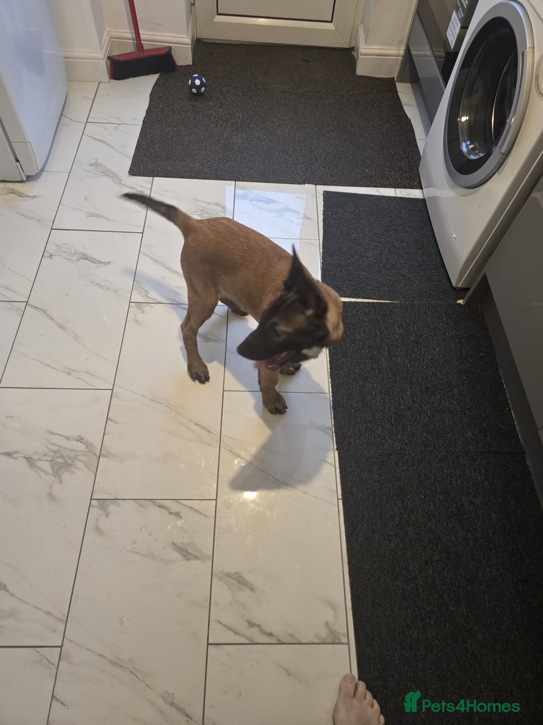 Belgian Shepherd Dog dogs for sale: 2 Belgian Shepherd puppies  - Advert 7