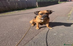 Presa Canario dogs for sale: House move forces rehoming - Image 3