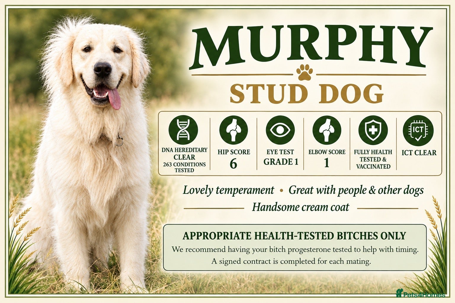 Golden Retriever dogs MURPHY: GENETICALLY CLEAR, HANDSOME STUD DOG - Advert 1