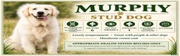Golden Retriever dogs for stud: MURPHY: GENETICALLY CLEAR, HANDSOME STUD DOG - Advert 1