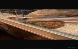 Corn Snake reptiles for sale: Lovely Corn Snake - Image 2