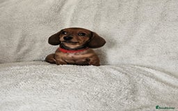 Dachshund dogs for sale: mini dachshund  - Image 8
