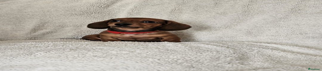 Dachshund Puppy 4