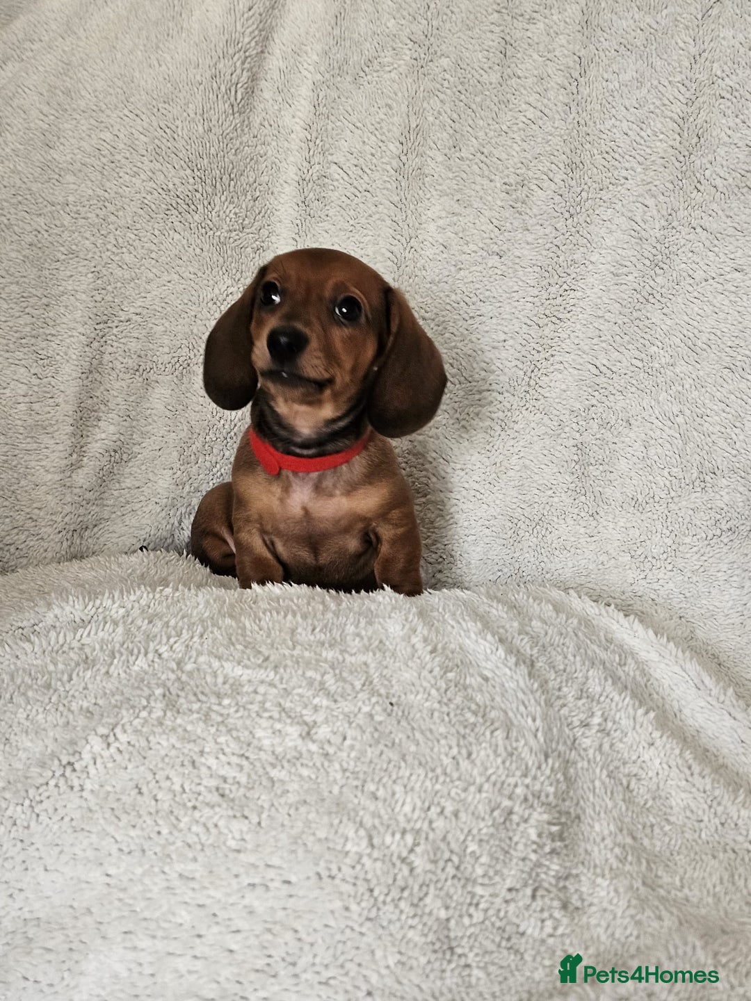 Dachshund dogs for sale: mini dachshund  - Image 8