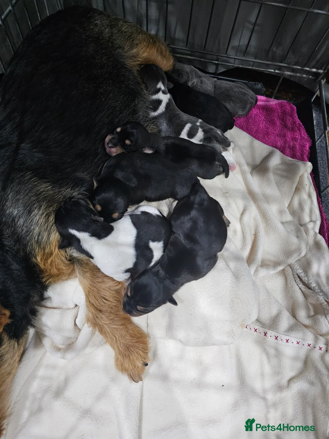 Jack Russell dogs for sale: 7 jack Russell puppies - Advert 3