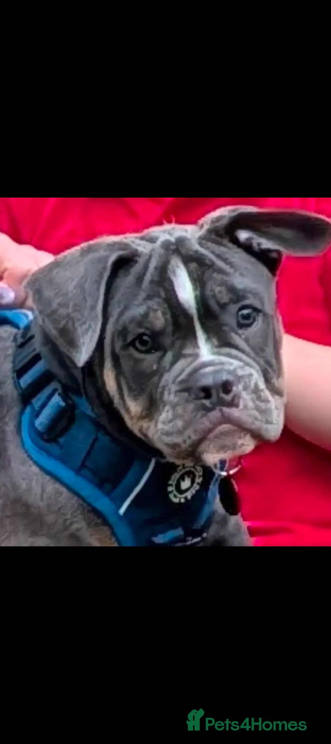 Mixed Breed dogs for sale: **10 months old bulldog cross** - Advert 2