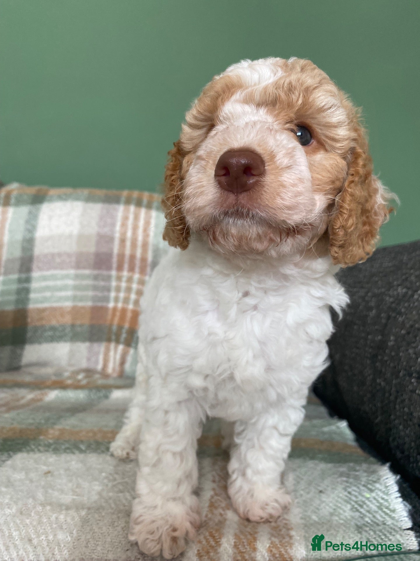 Cockapoo dogs READY - 1 BOY left 🐶Cockapoos🐶 parents tested  - Advert 10