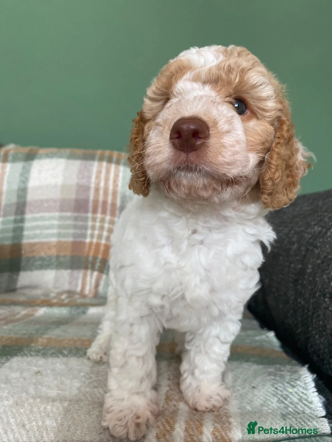 Cockapoo dogs for sale: READY - 1 BOY left 🐶Cockapoos🐶 parents tested  - Advert 1