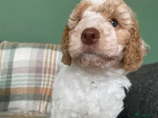 Cockapoo dogs READY - 1 BOY left 🐶Cockapoos🐶 parents tested - Advert 10
