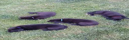 Borador dogs for sale: Labrador x collie puppies  - Advert 13