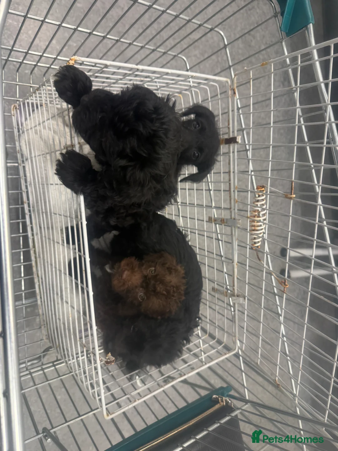 Cockapoo dogs for sale: Cockerpoos in Hailsham - Advert 2