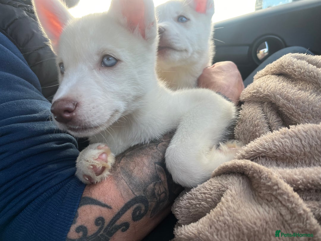 Siberian Husky dogs for sale: Beautiful Siberian Huskies- Last 4 Reduced!! - Image 21