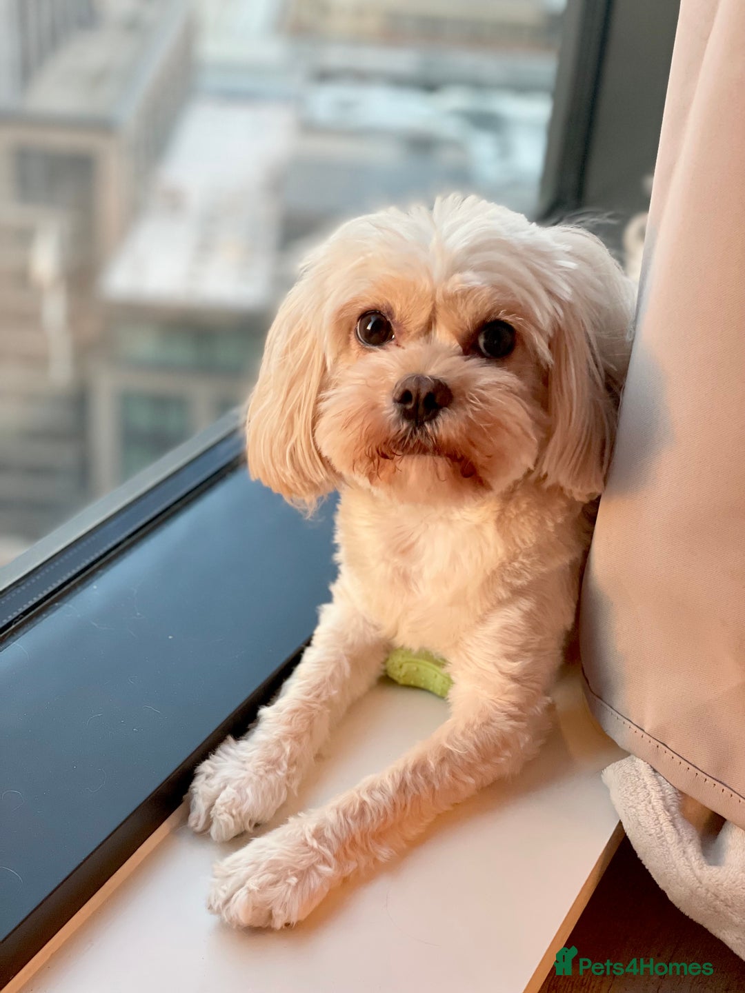 Cavapoo dogs for sale: Rehoming Adorable Cavapoo Girl - Image 8