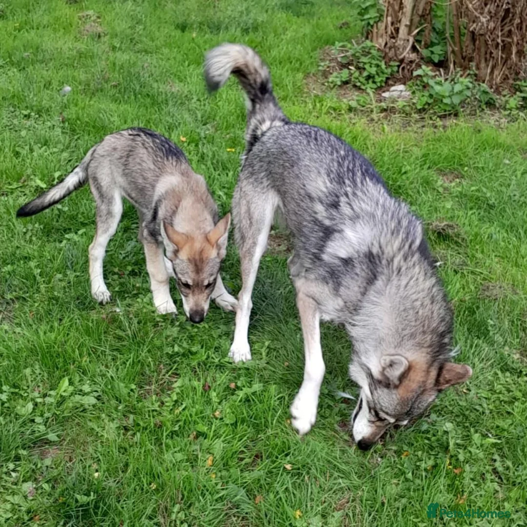 Tamaskan dogs for sale: Leo now available. Fully vac and embarked - Advert 2