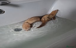Ferret rodents for sale: 2 x male ferrets - Image 1