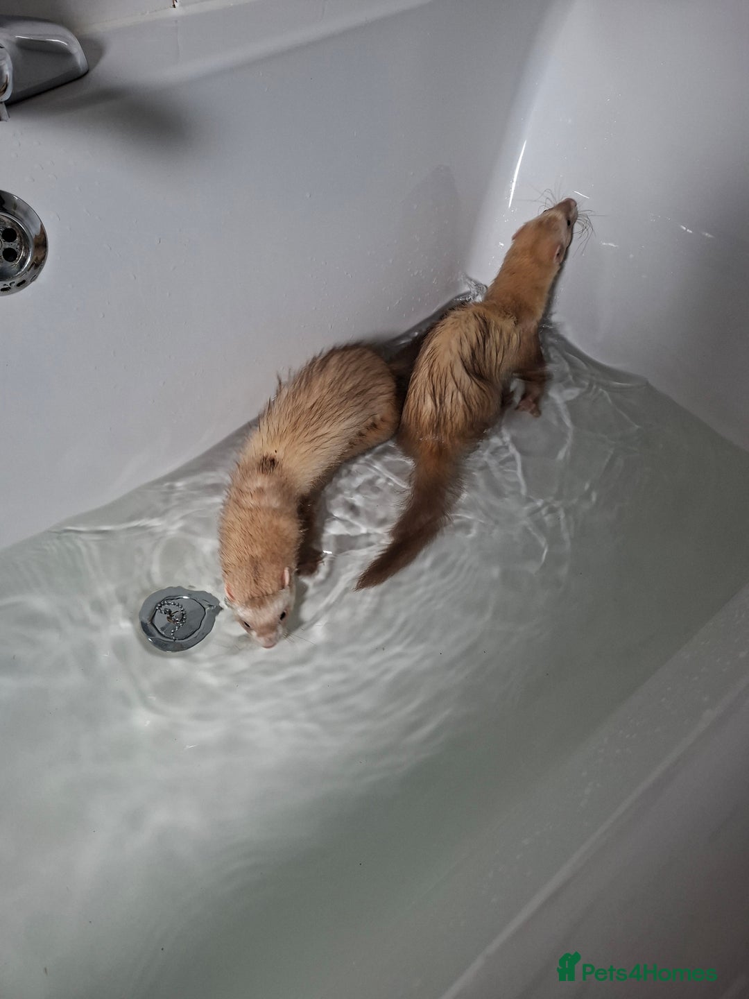 Ferret rodents for sale: 2 x male ferrets - Image 1