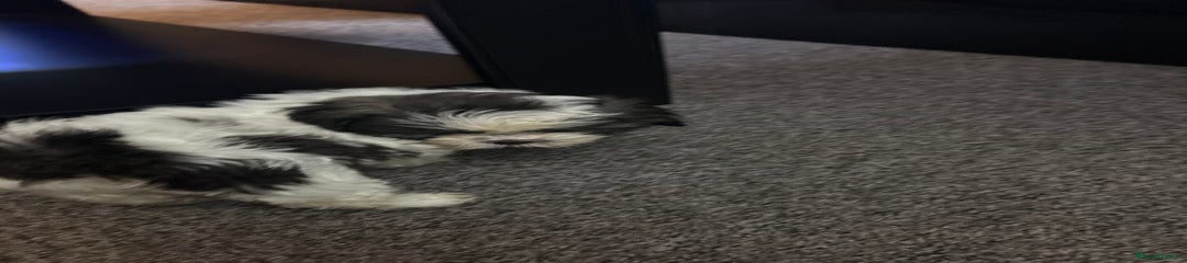 Shih Tzu Puppy 2