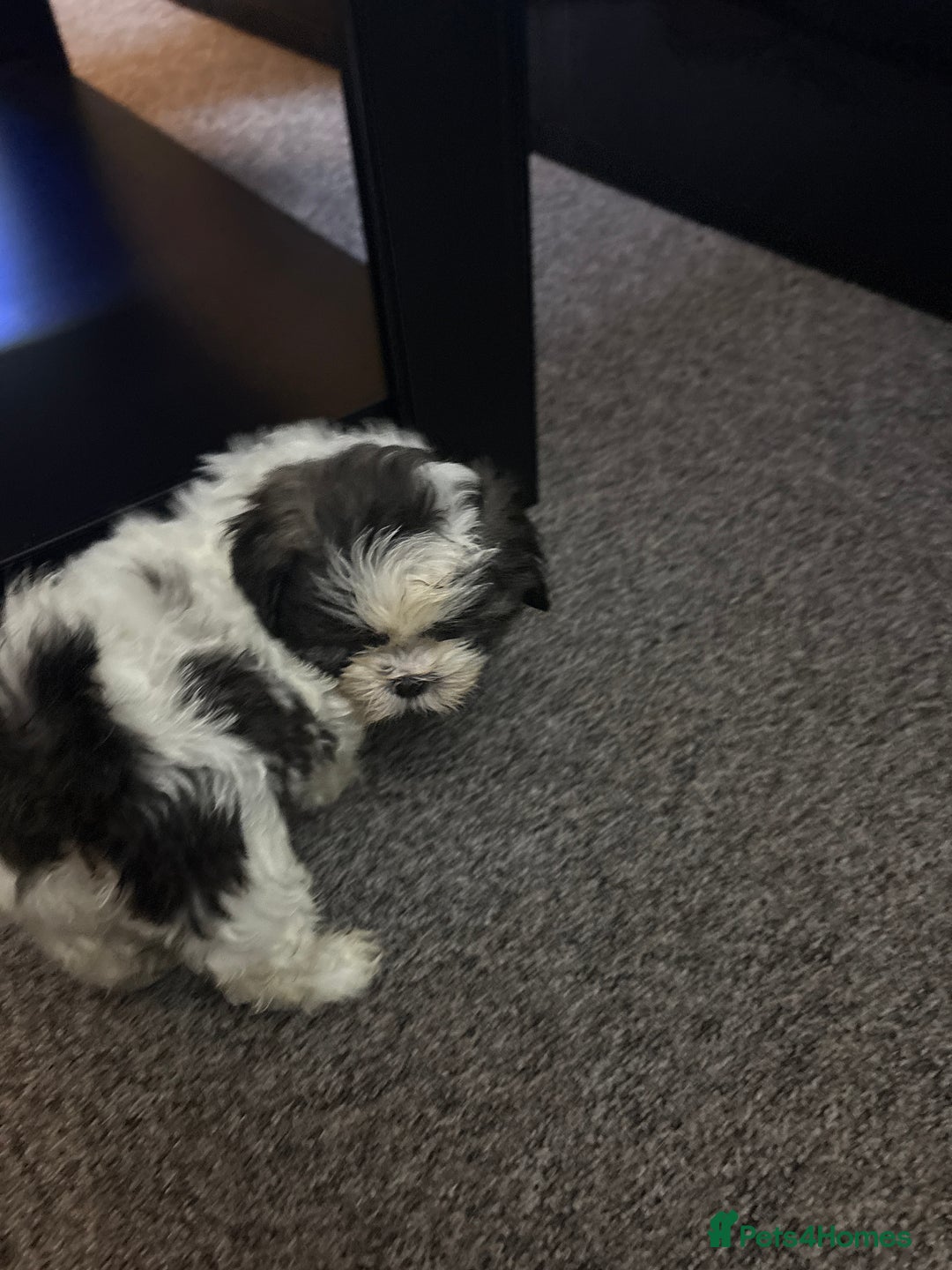 Shih Tzu dogs for sale: Shih zhus puppys - Image 4