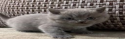 British Shorthair cats for sale: British Shorthair kittens - stunning litter - Advert 6