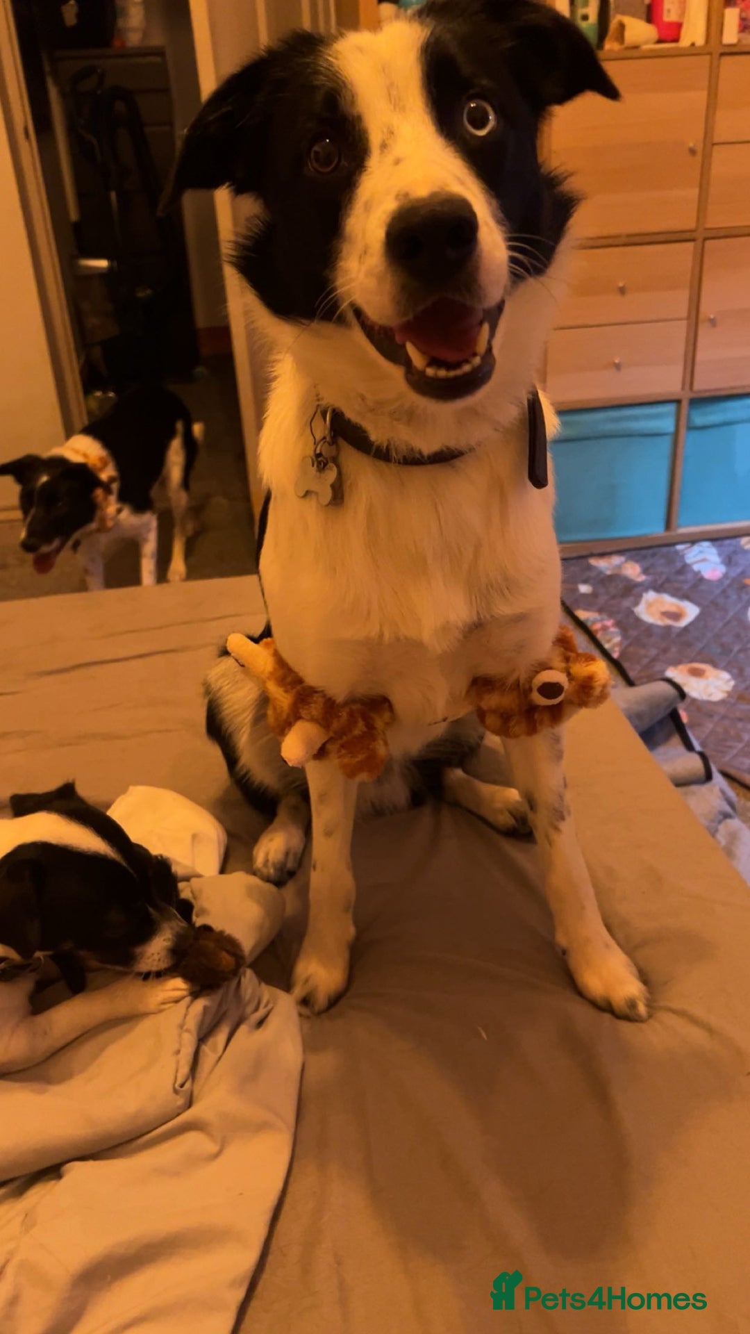 Border Collie dogs for sale: Cooper and Juno - Image 15