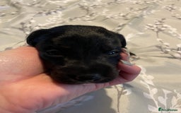 Mixed Breed dogs for sale: Sprollies - Image 18