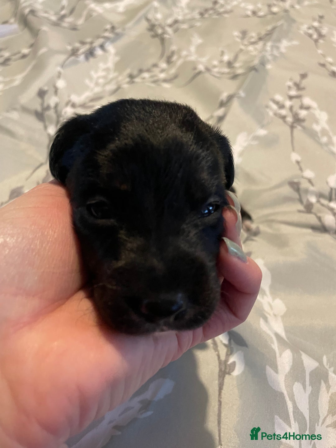 Mixed Breed dogs for sale: Sprollies - Image 18