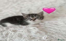 Mixed Breed cats for sale: 4 Persian x kittens  - Image 3