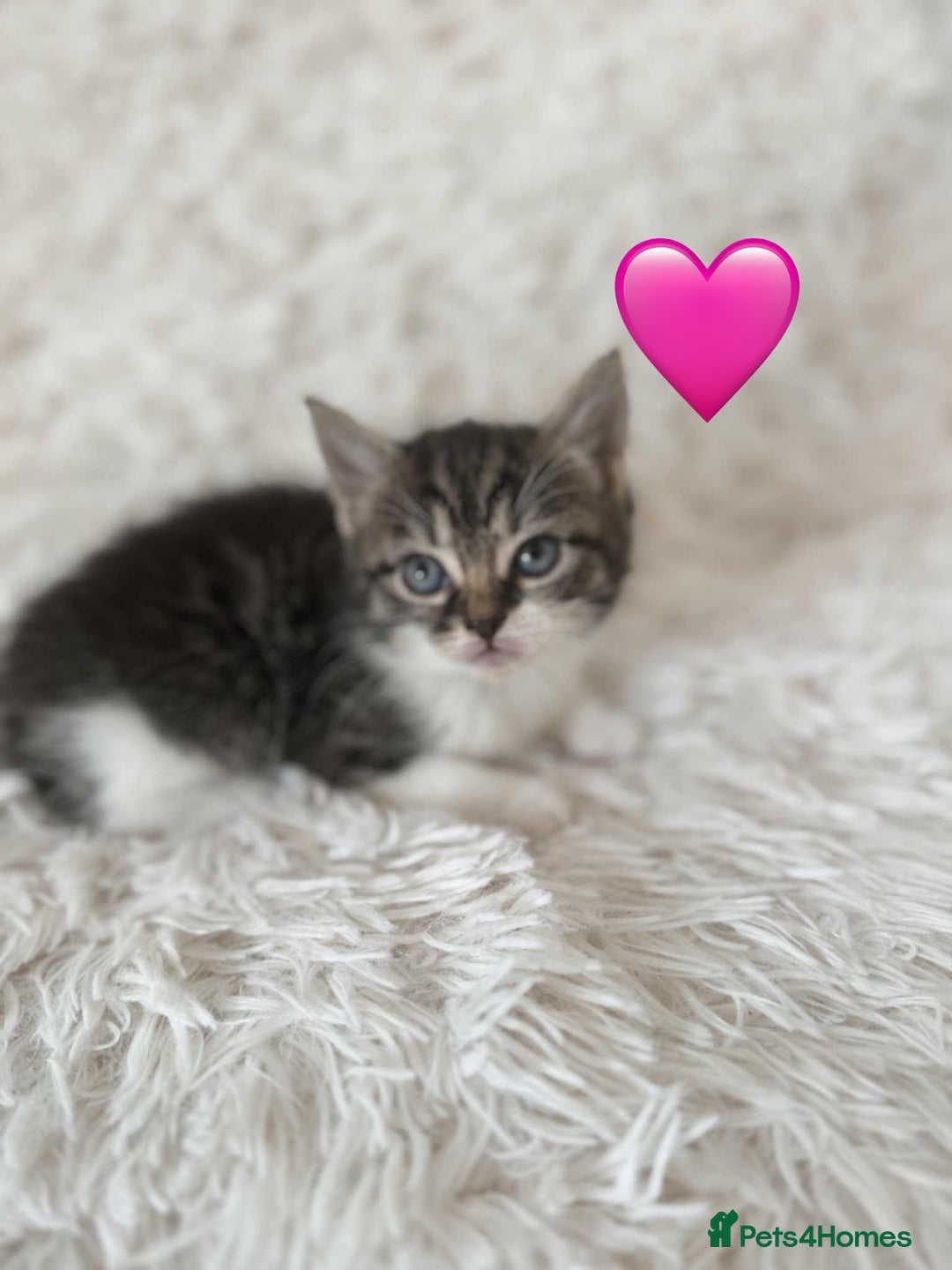 Mixed Breed cats for sale: 4 Persian x kittens  - Image 3
