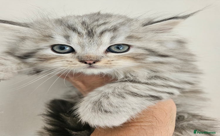 Mixed Breed cats - Advert 3