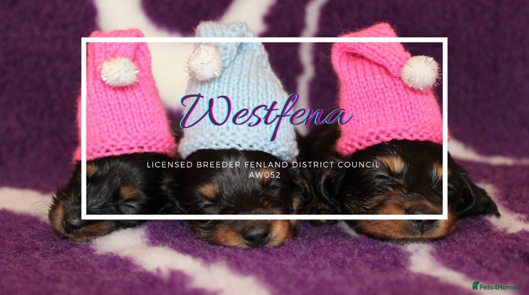 Miniature Dachshund dogs for sale: miniature longhaired dachshund's - Advert 4