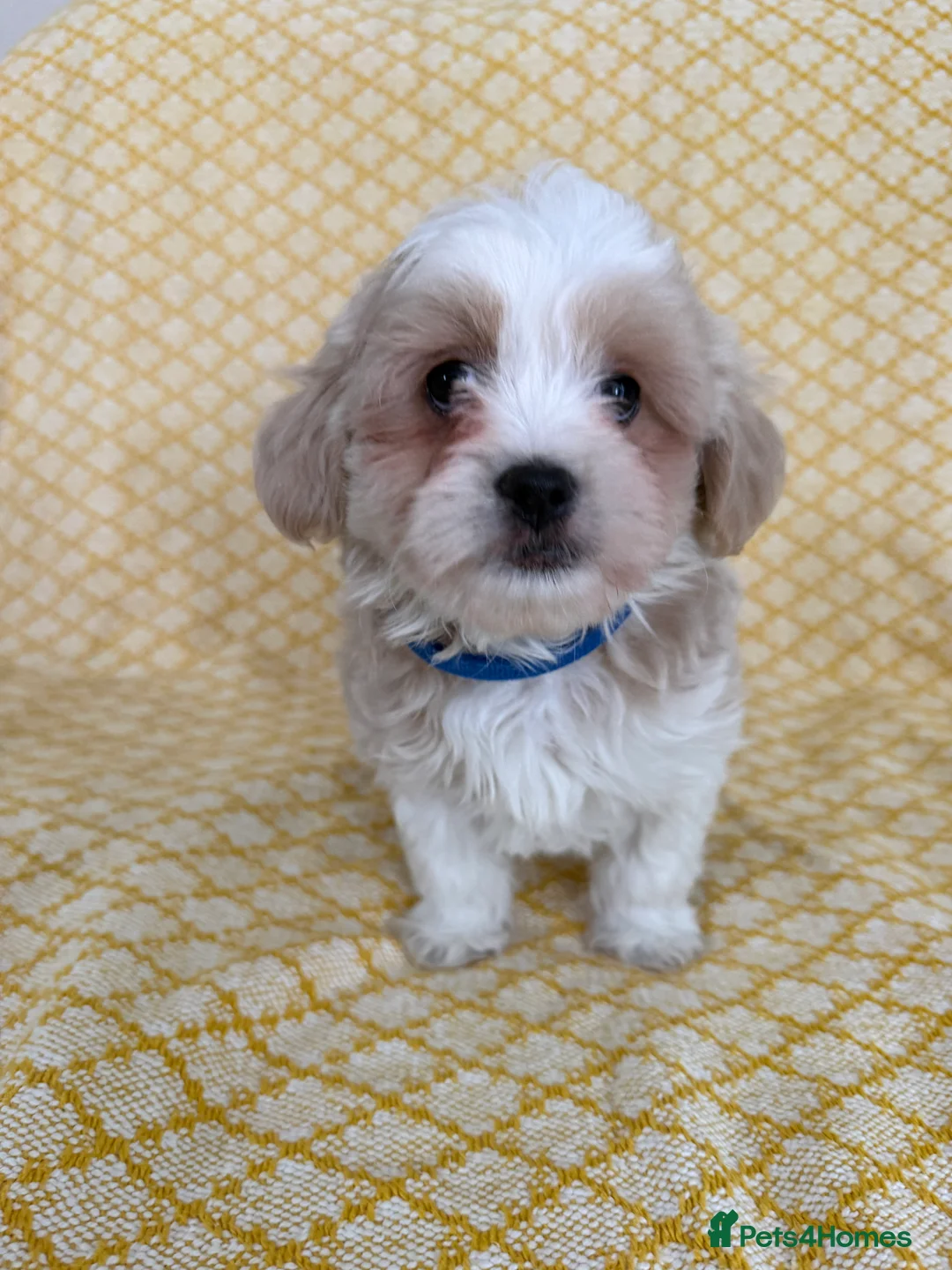 Maltipoo dogs for sale: Beautiful happy health tested Maltipoo fur babies  - Advert 12