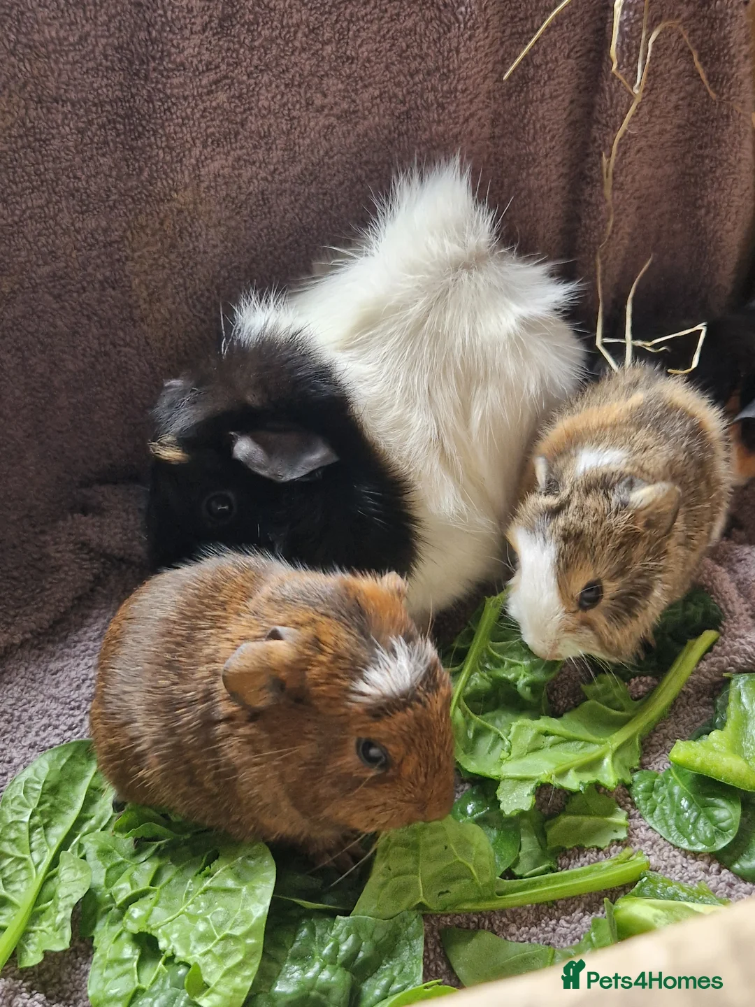 Guinea Pig rodents for sale: Abbymixs female/wont be ready till 29th march 26 - Advert 2