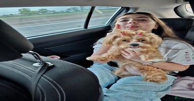 Maltese dogs - Advert 8