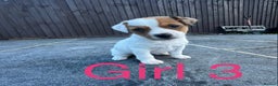 Mixed Breed dogs for sale: Jack Russell Puppies 🐶  - Advert 4
